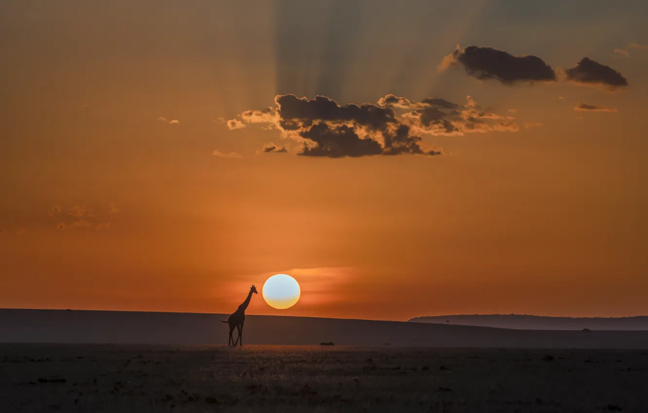 Фото обои облака, лучи, Солнце, жираф, саванна, clouds, rays, sun
