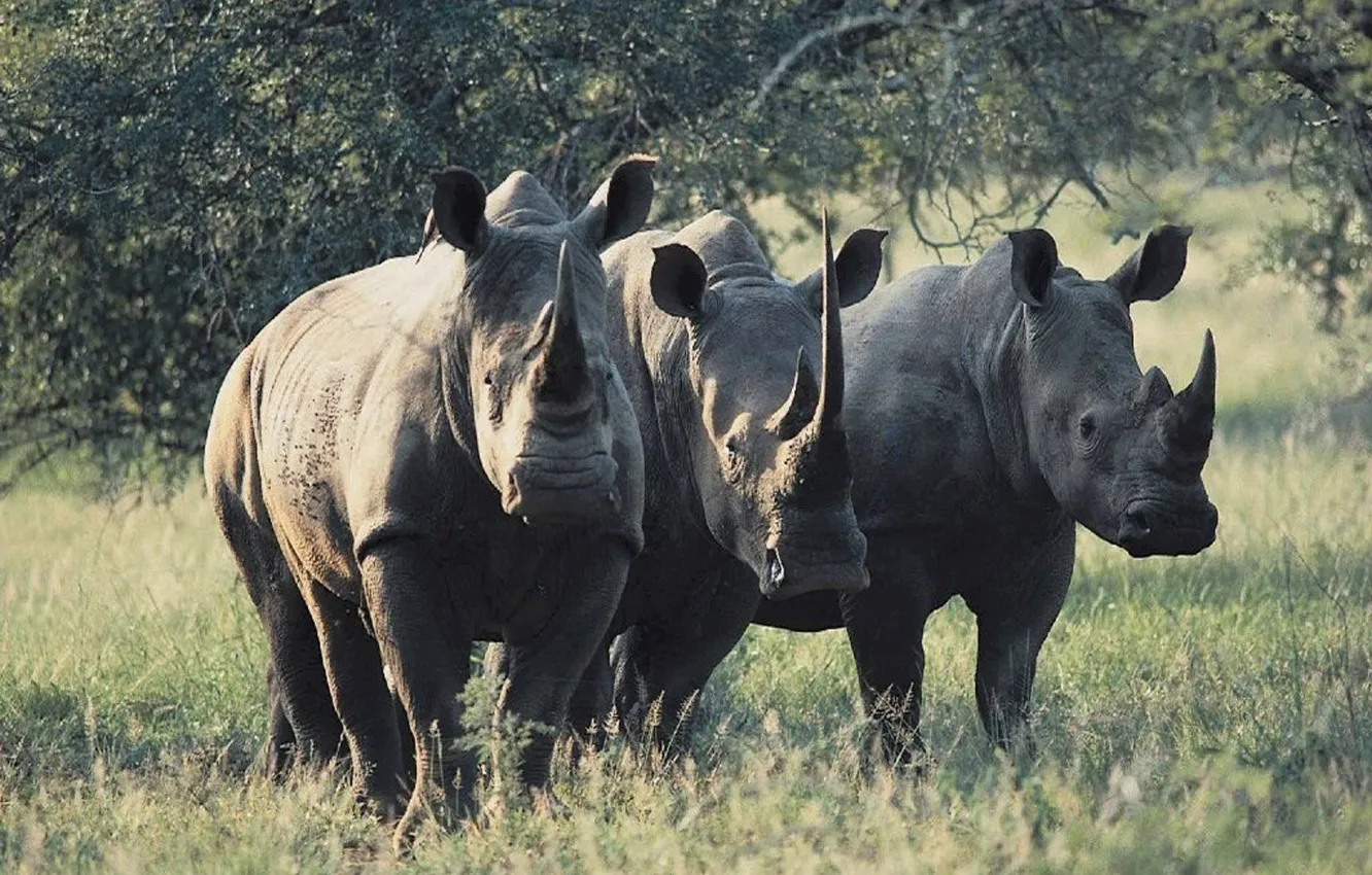 Фото обои African, Animals, Wildlife, Rhinos, Wildlife Animals, Rhinos Wildlife, African Rhinos