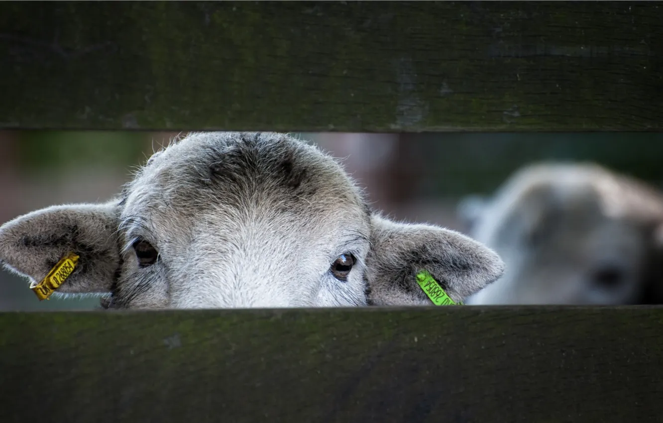 Фото обои взгляд, забор, овца