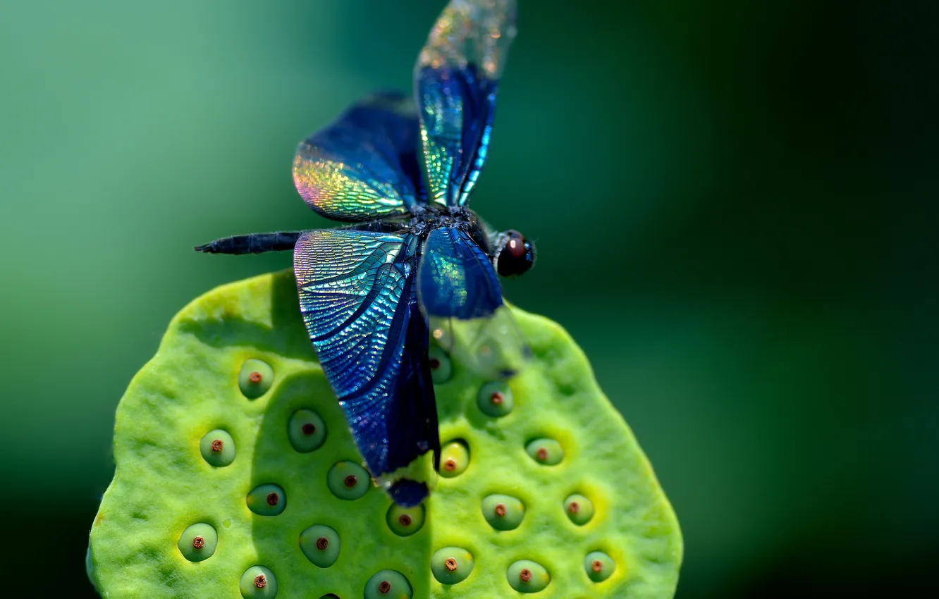 Фото обои макро, стрекоза, насекомое, синяя