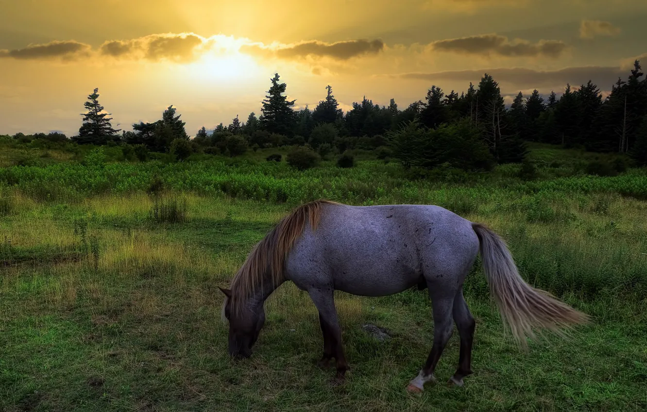 Фото обои поле, закат, природа, конь