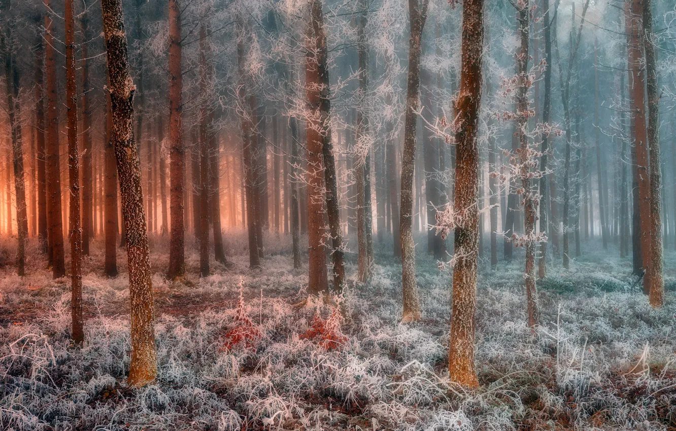 Фото обои иней, лес, forest, frost, Jure Kravanja