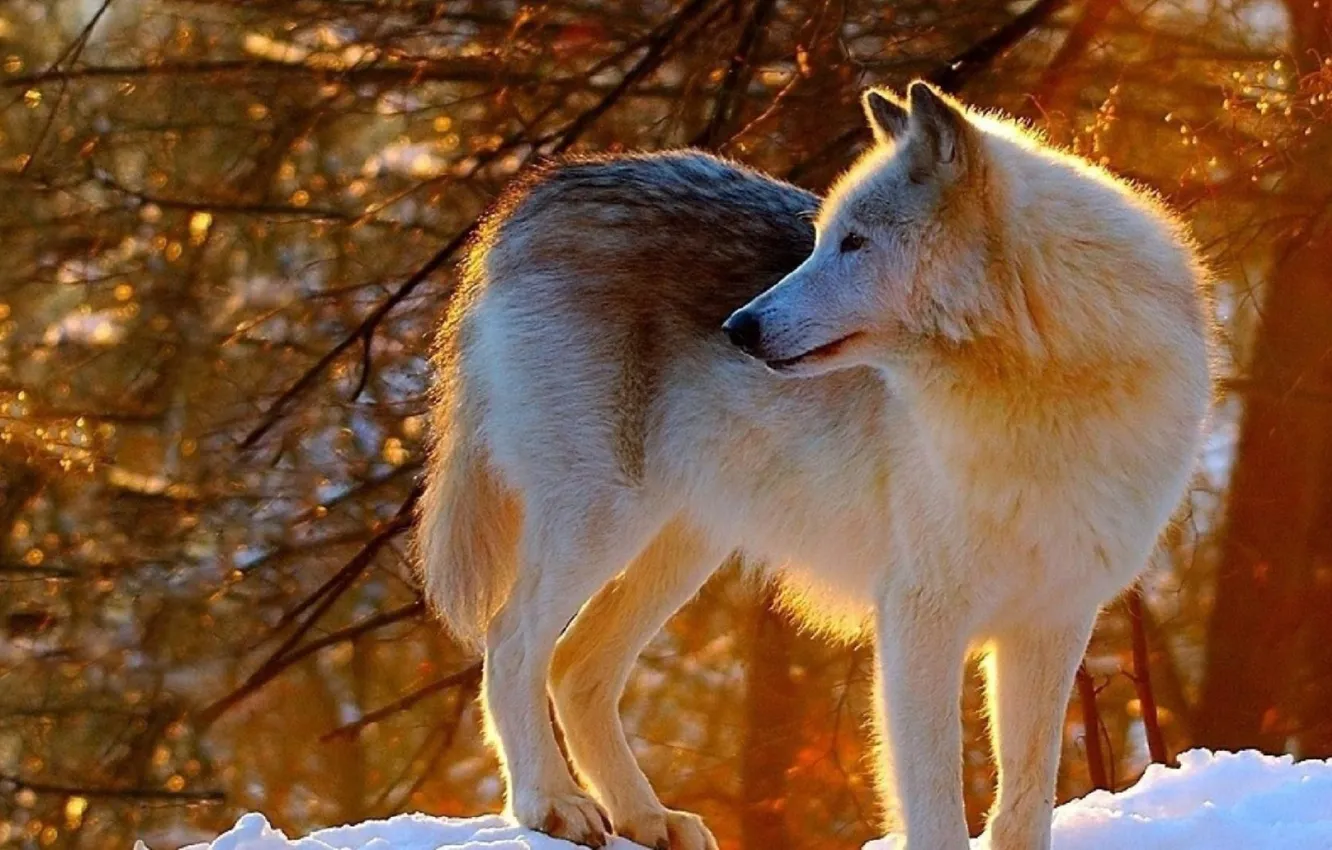 Фото обои nature, predator, animal, wolf, wildlife, portrait, portrait., Canis lupus. face