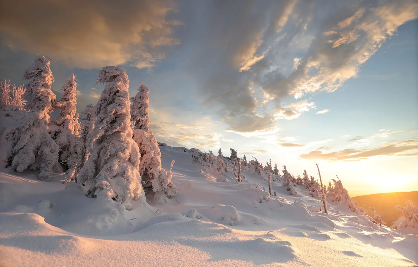 Фото обои зима, лес, небо, солнце, облака, свет, снег, холмы
