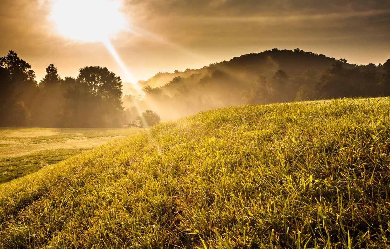Фото обои трава, деревья, закат, туман, восход, холм, солнечно