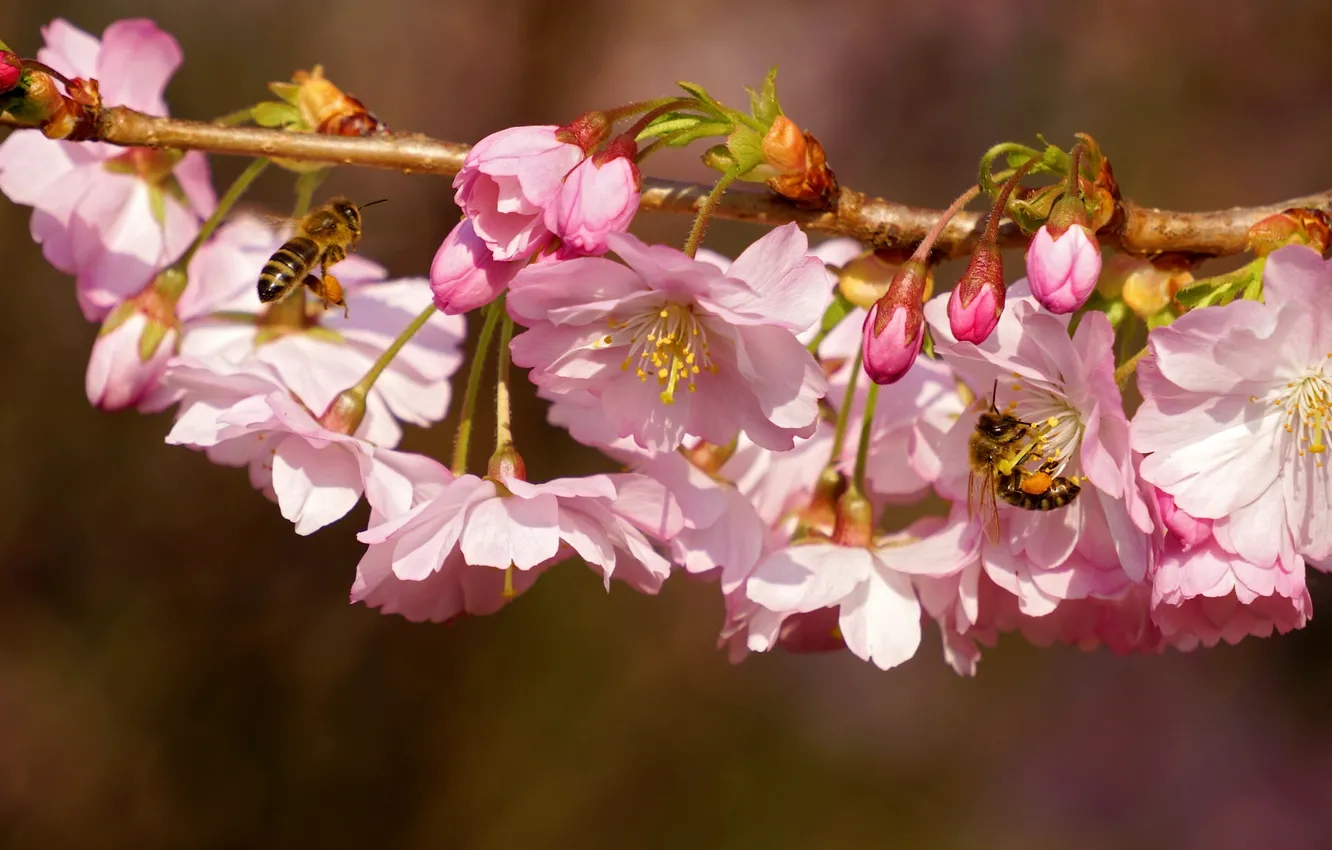 Фото обои макро, насекомые, вишня, ветка, весна, цветение, цветки, пчёлы