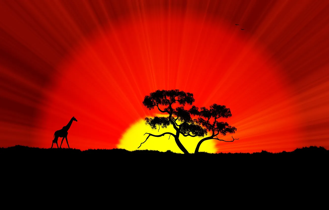 Фото обои солнце, закат, дерево, жираф, африка