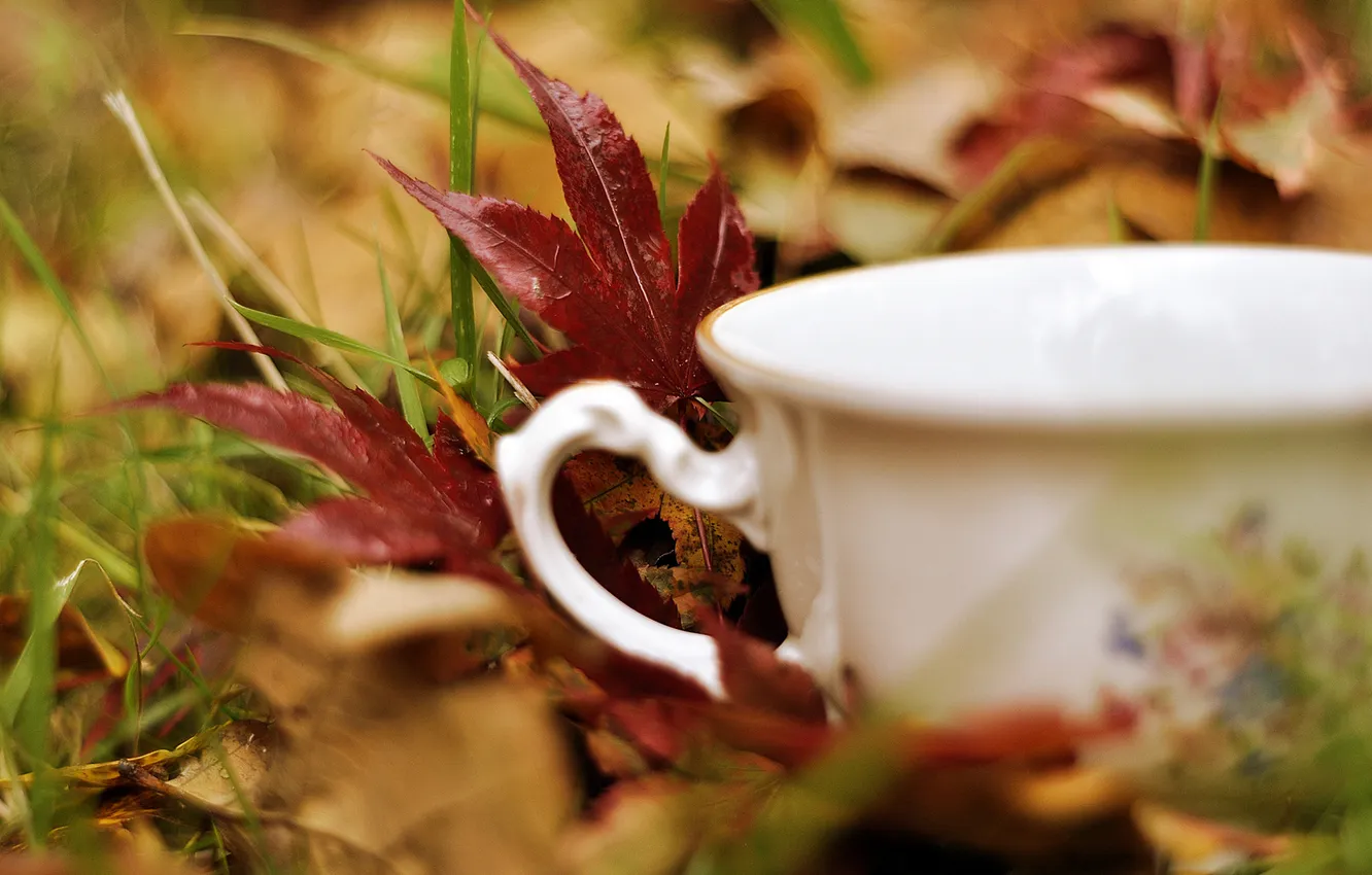 Фото обои осень, трава, листья, макро, природа, чашка, белая