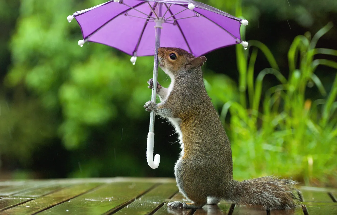Фото обои природа, зонтик, стол, фон, дождь, сиреневый, доски, зонт