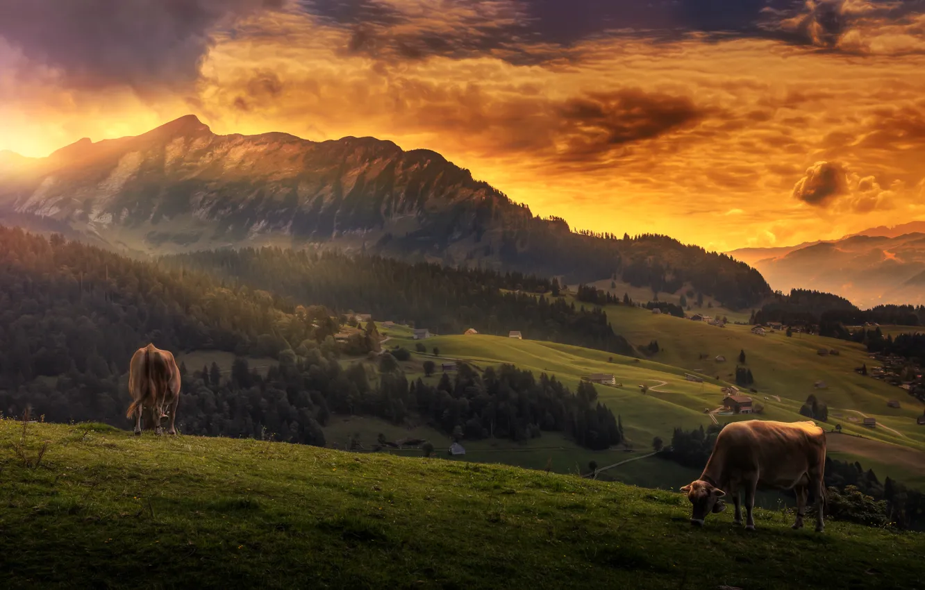 Фото обои небо, облака, пейзаж, горы, вид, обработка, коровы, Idyll