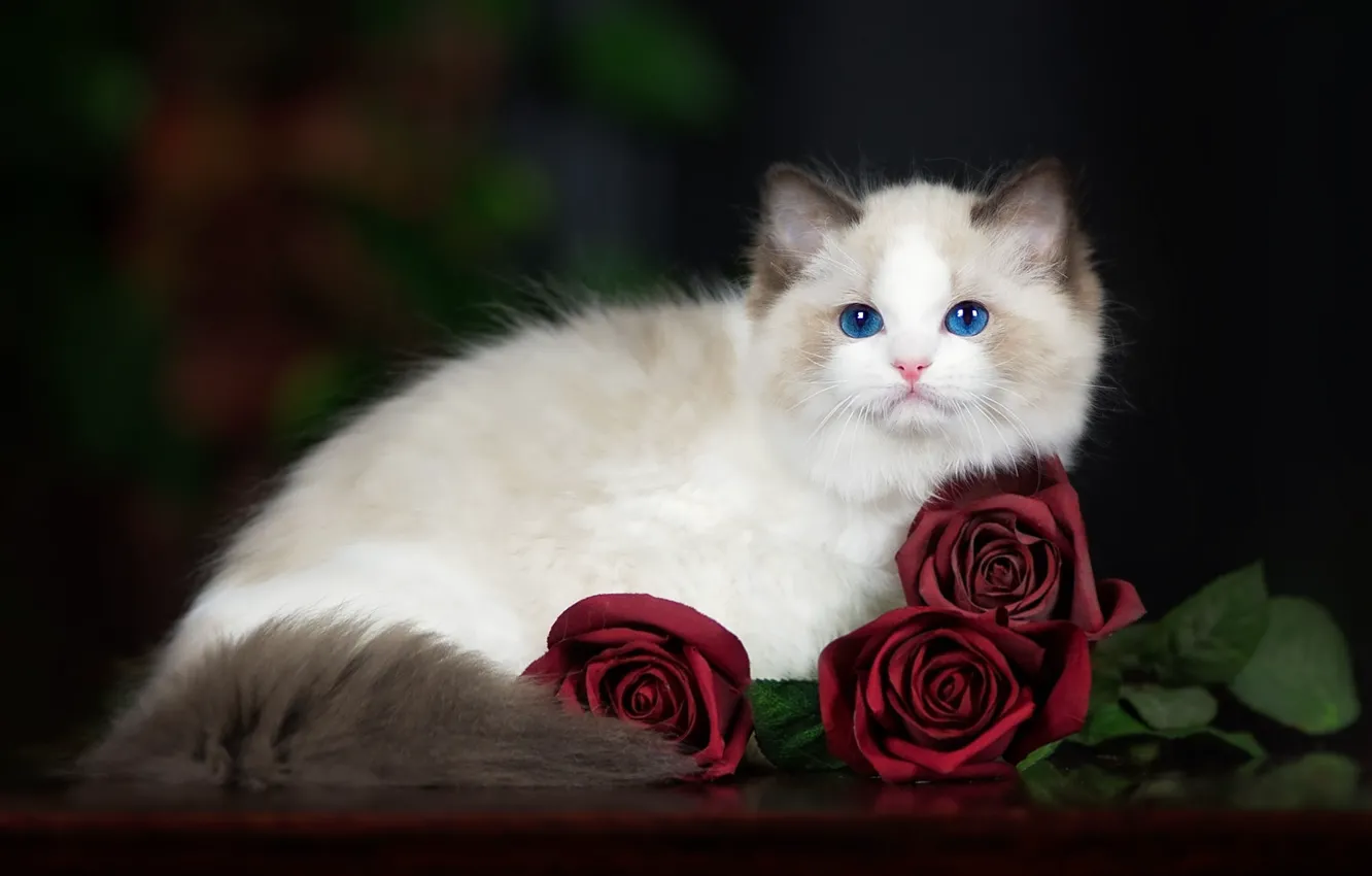 Фото обои кошка, цветы, темный фон, котенок, розы, пушистый, голубоглазый, рэгдолл