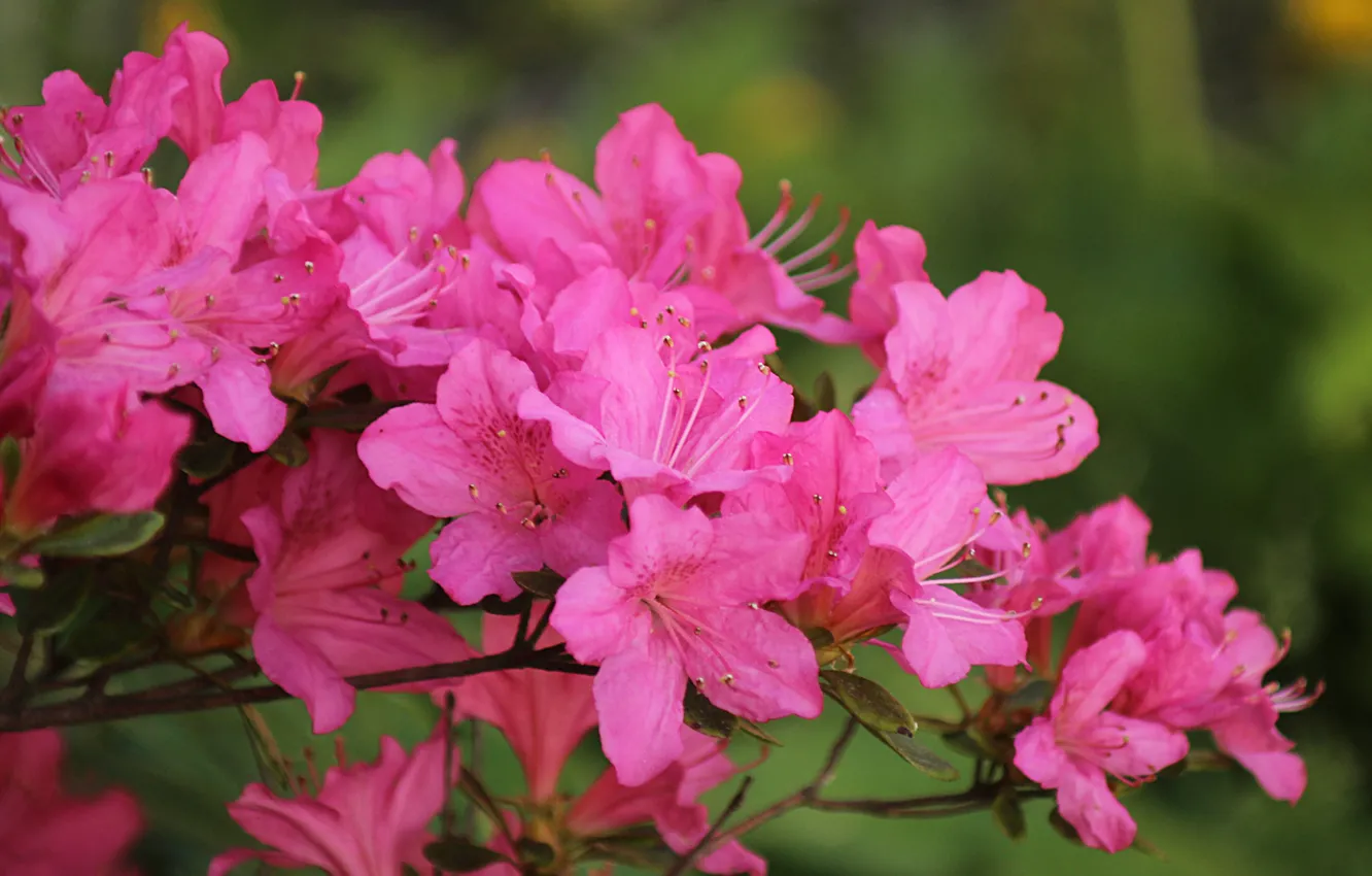 Фото обои Весна, Spring, Цветение, Pink flowers, Flowering