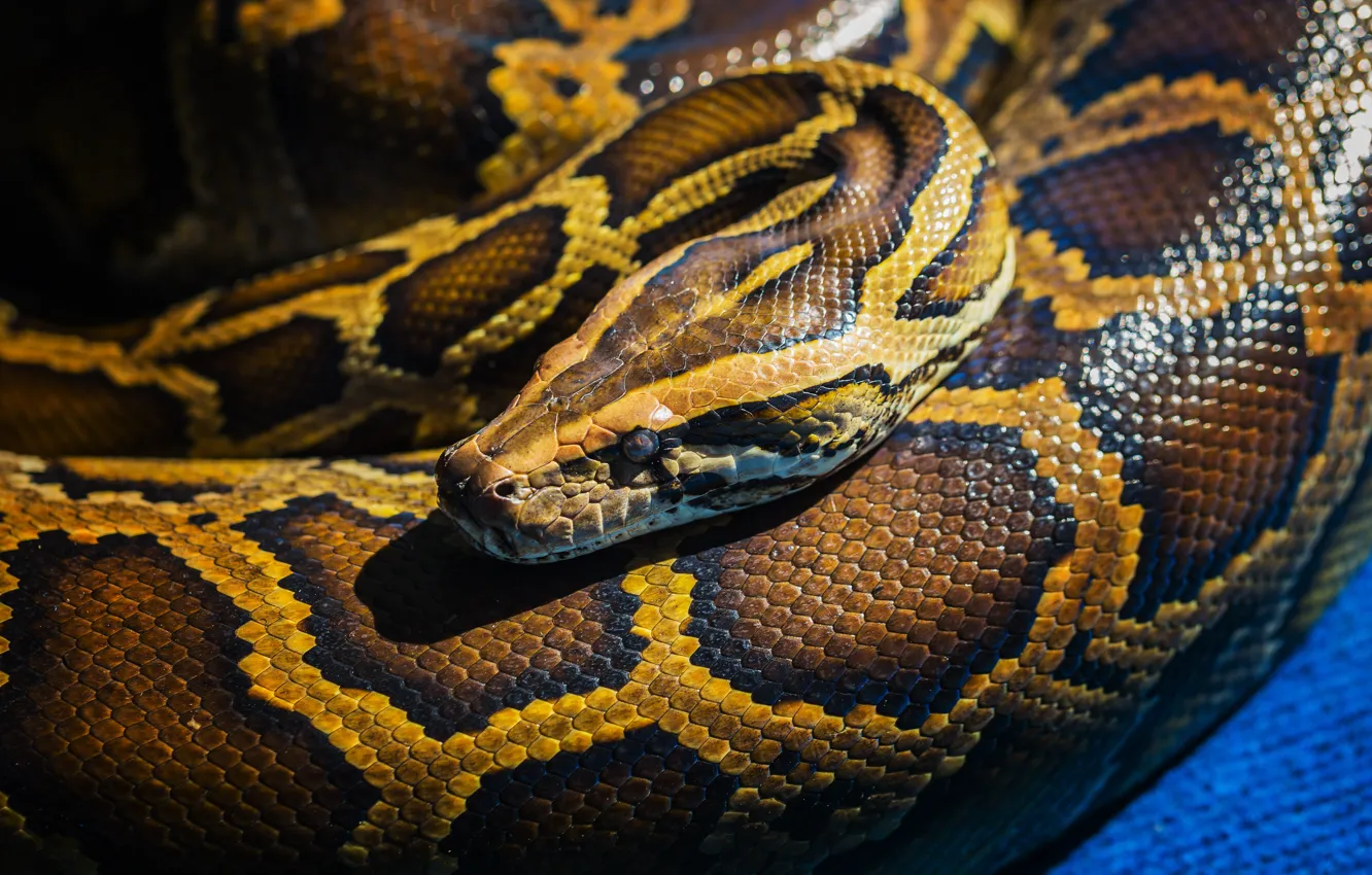 Фото обои snake, reptile, scales