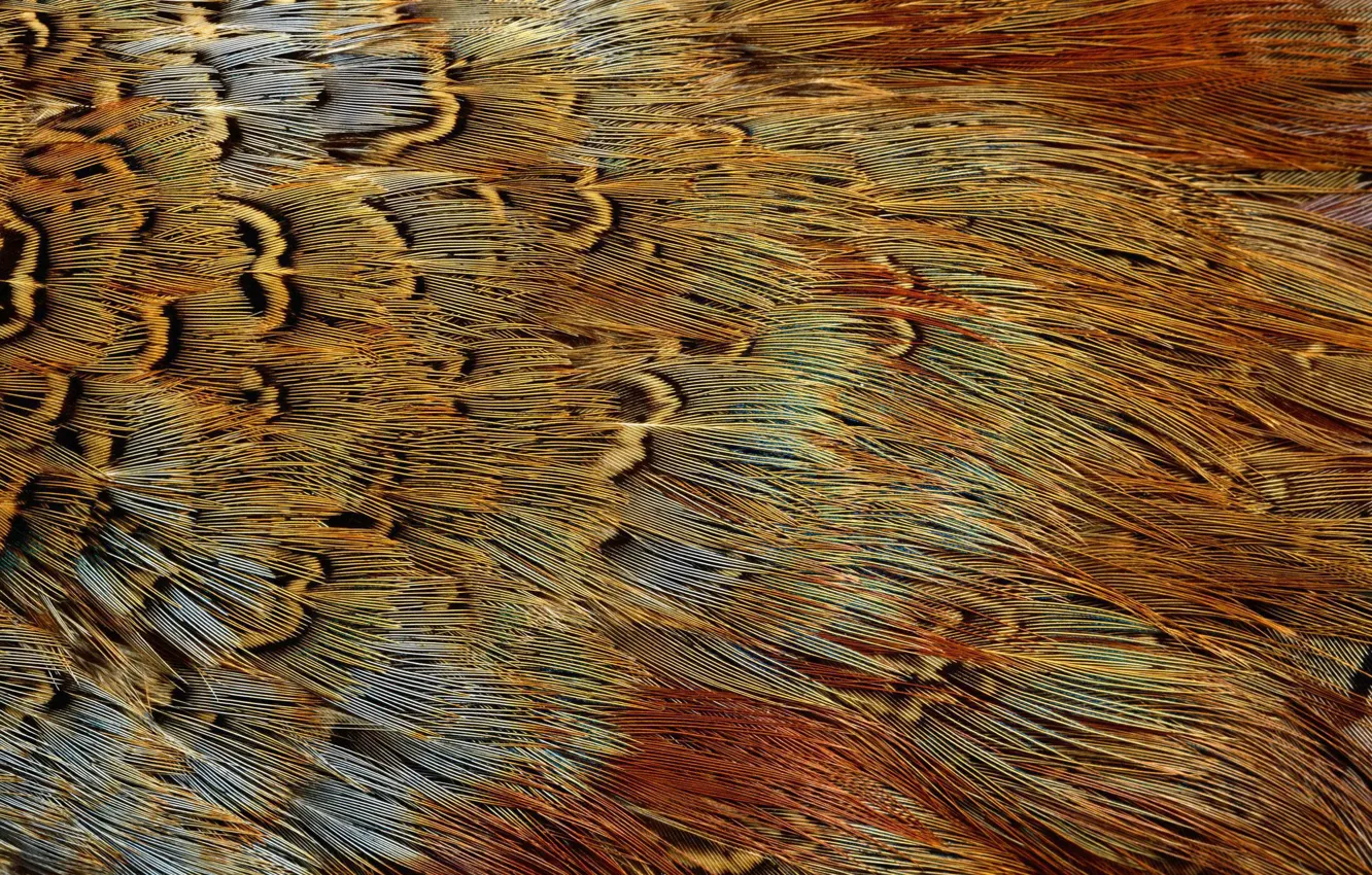Фото обои текстура, animal texture, фон на рабочий, перья экзотической птицы