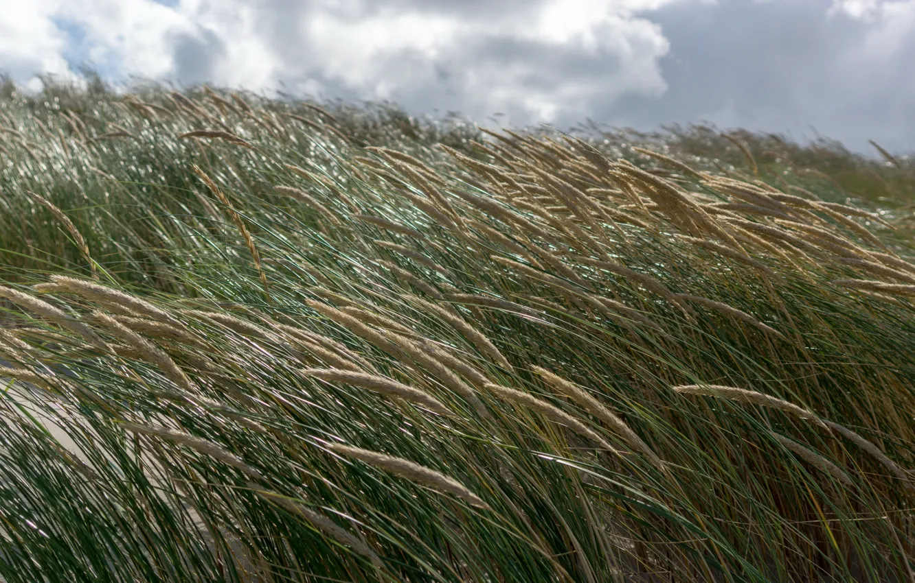 Фото обои море, трава, солнце, ветер, берег