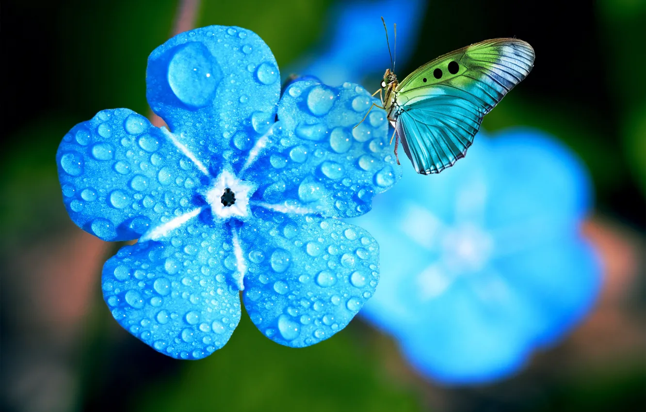 Фото обои цветок, вода, капли, макро, свет, цветы, голубой, бабочка