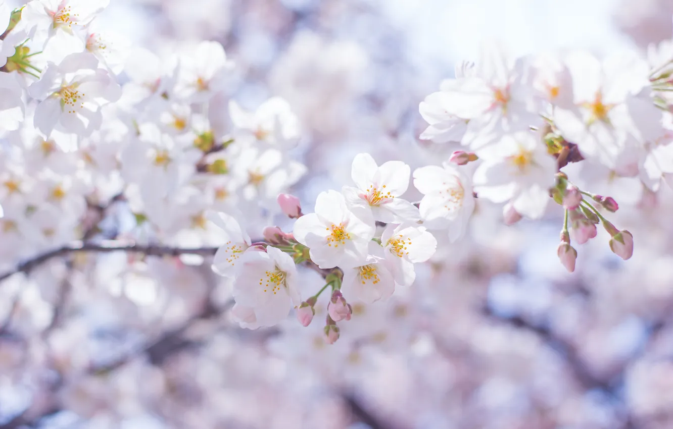Фото обои цветы, ветки, дерево, весна, белые, цветение