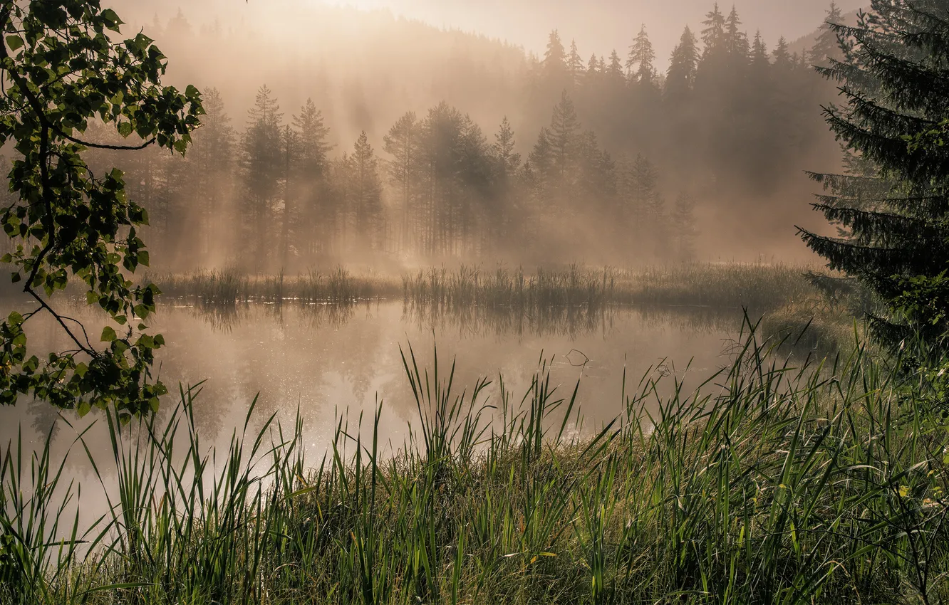 Фото обои лес, трава, деревья, туман, озеро, камыши, рассвет