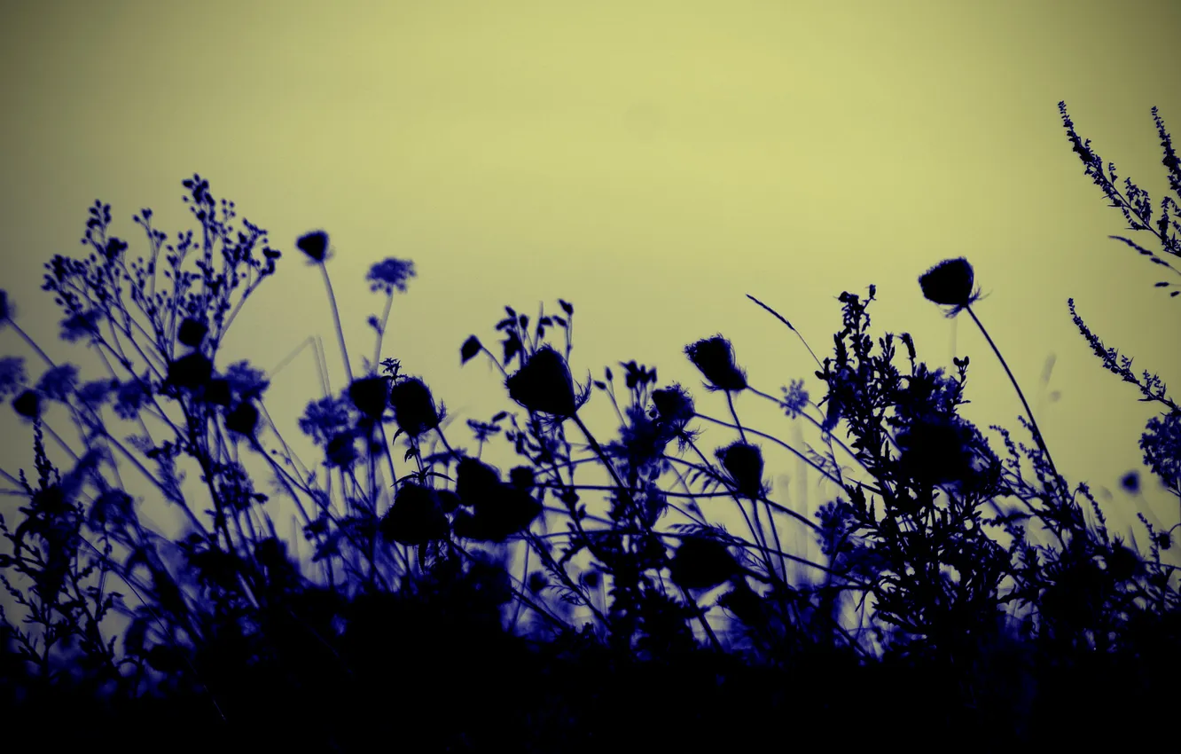 Фото обои небо, трава, макро, цветы, растение, силуэт