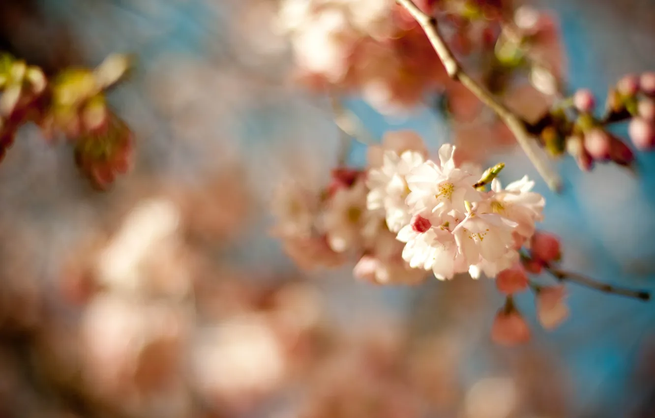 Фото обои макро, цветы, вишня, ветка, весна, сакура, цветение
