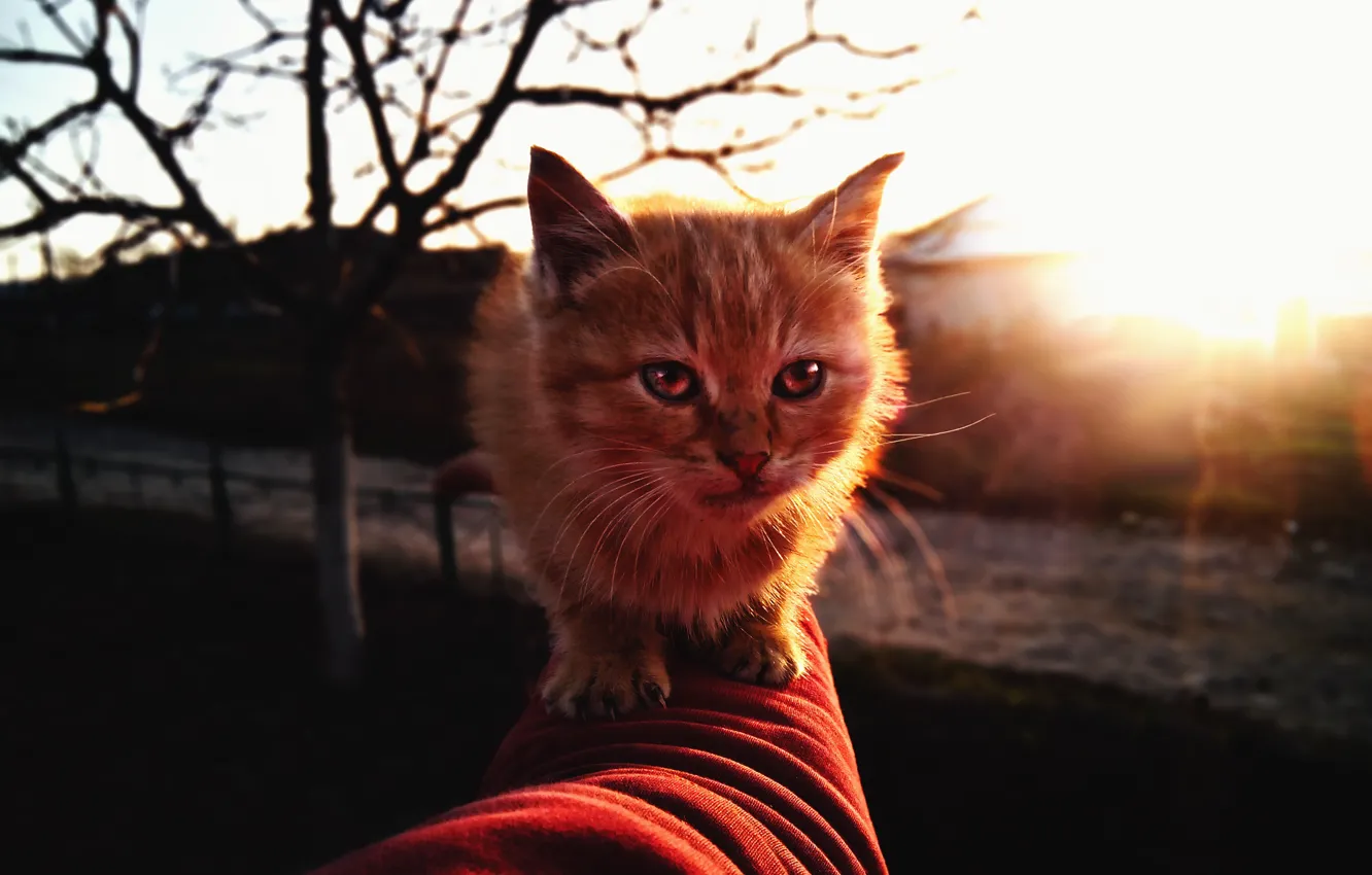Фото обои осень, кот, находка, котенок, рыжий, бездомный, hellcat, неожидананная