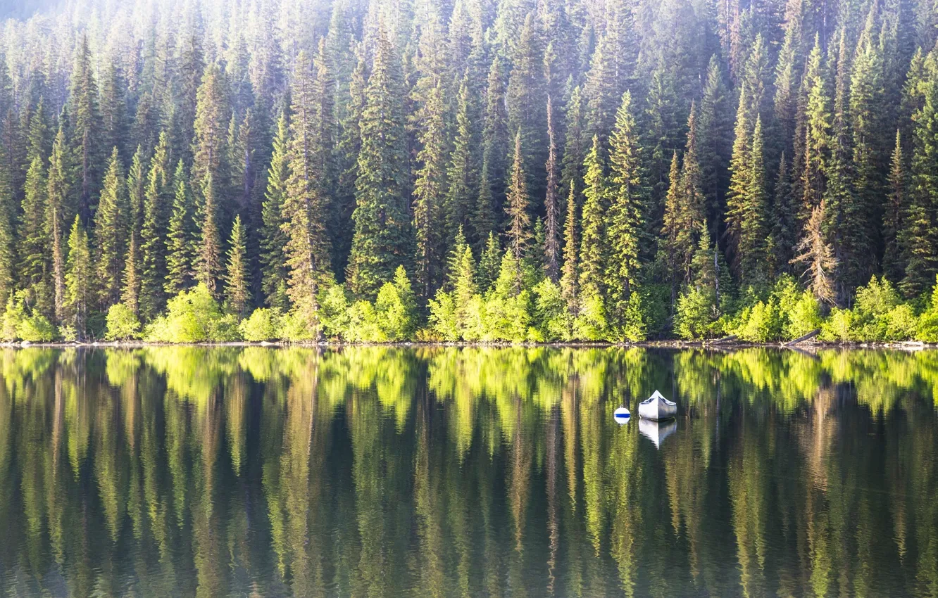 Лес отражение. Леса финляндии. финляндия лес. финский лес. тайга в финляндии.