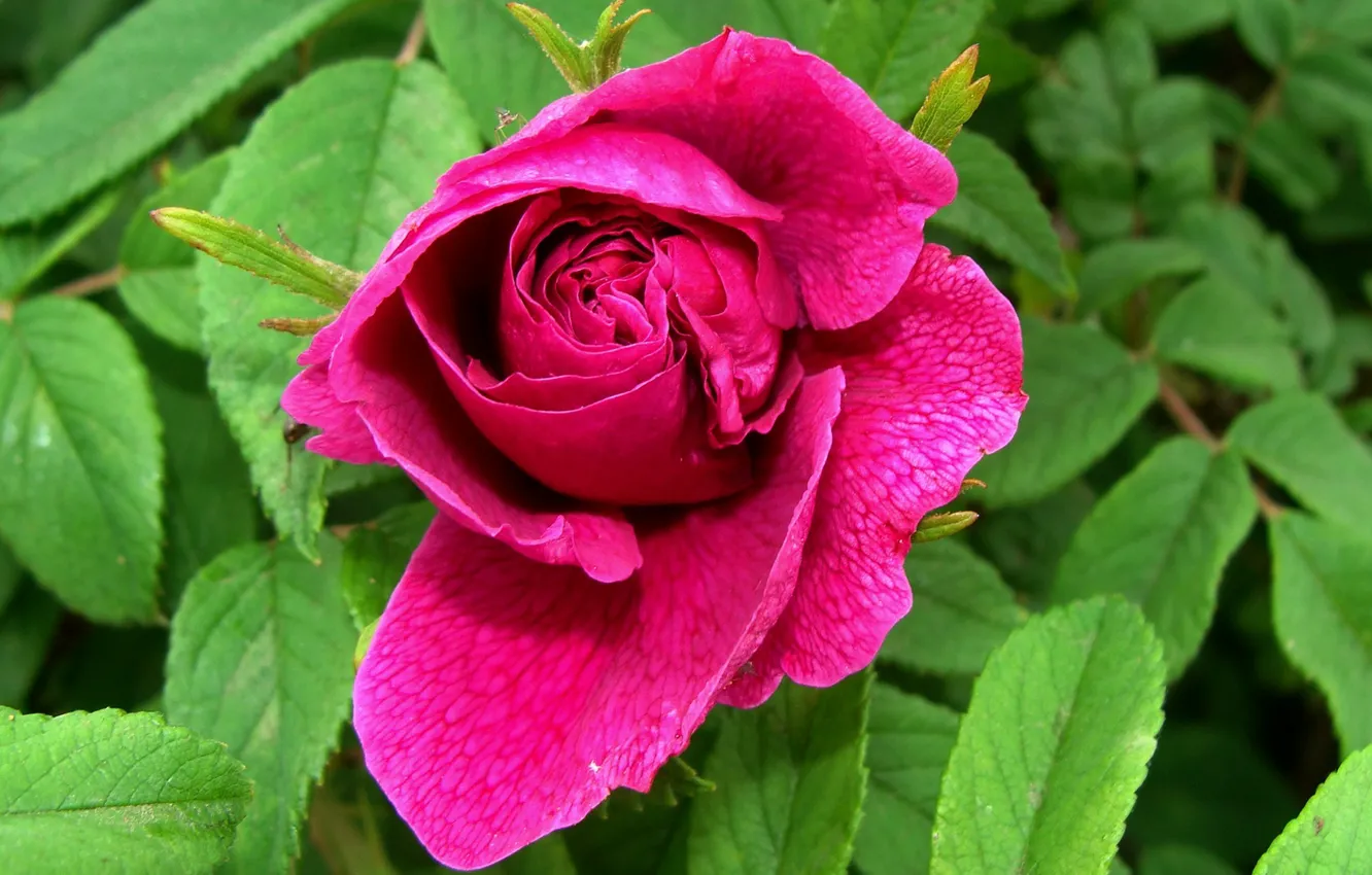 Фото обои роза, шиповник, красота в простоте, авторское фото Елена Аникина