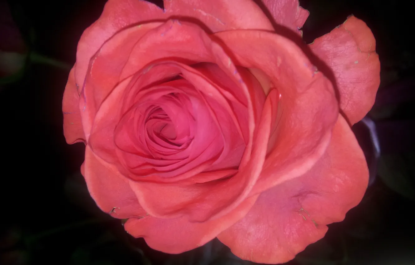Фото обои Роза, Цветок, Растение