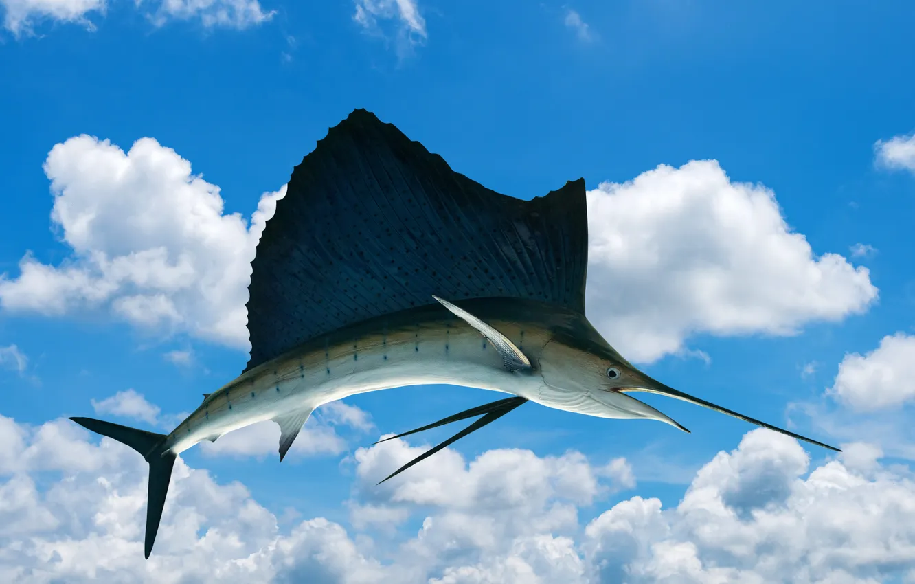 Фото обои sky, water, background, fish, marlin, sailfish, istiophorus, swordfish