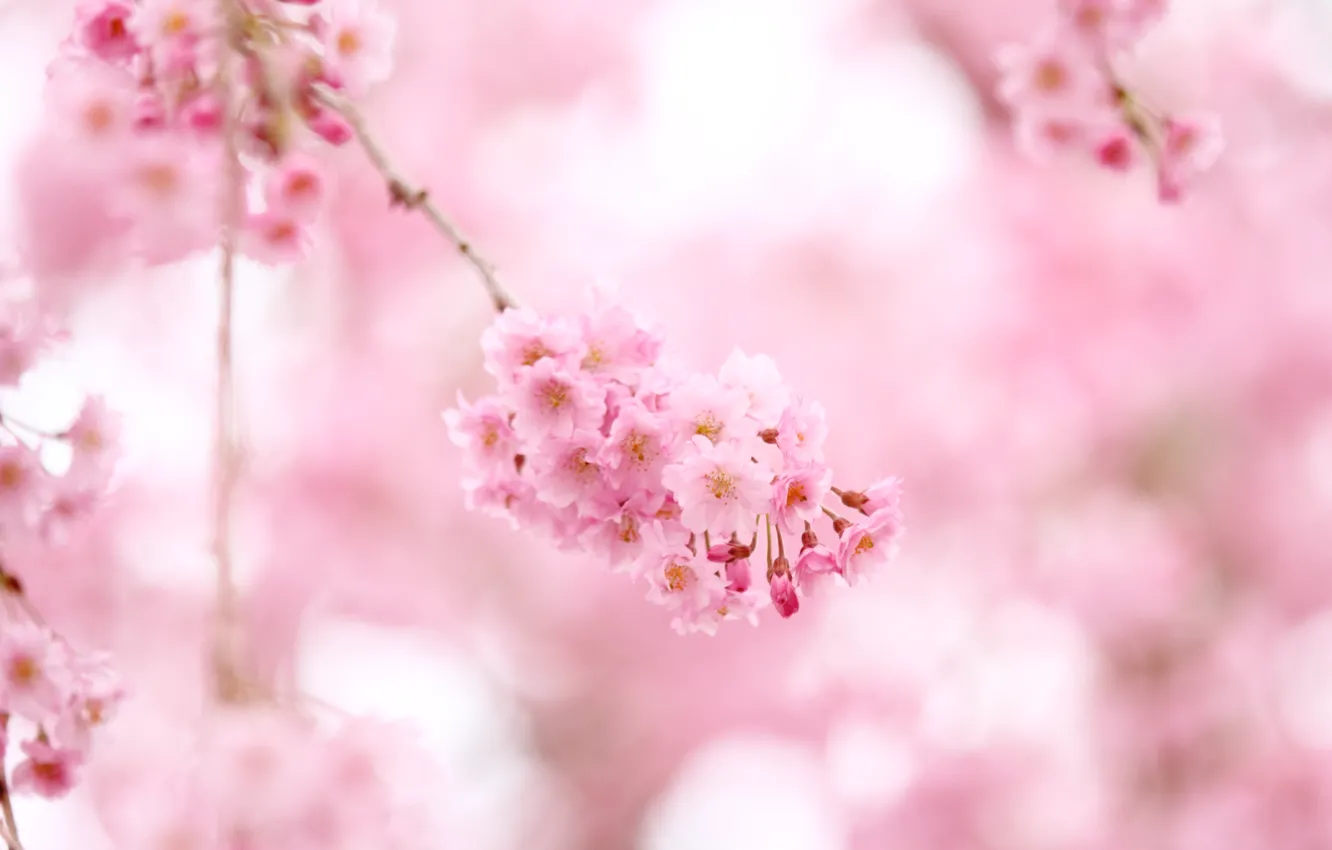 Фото обои цветы, природа, розовый, ветви, нежность, цвет, весна, сакура