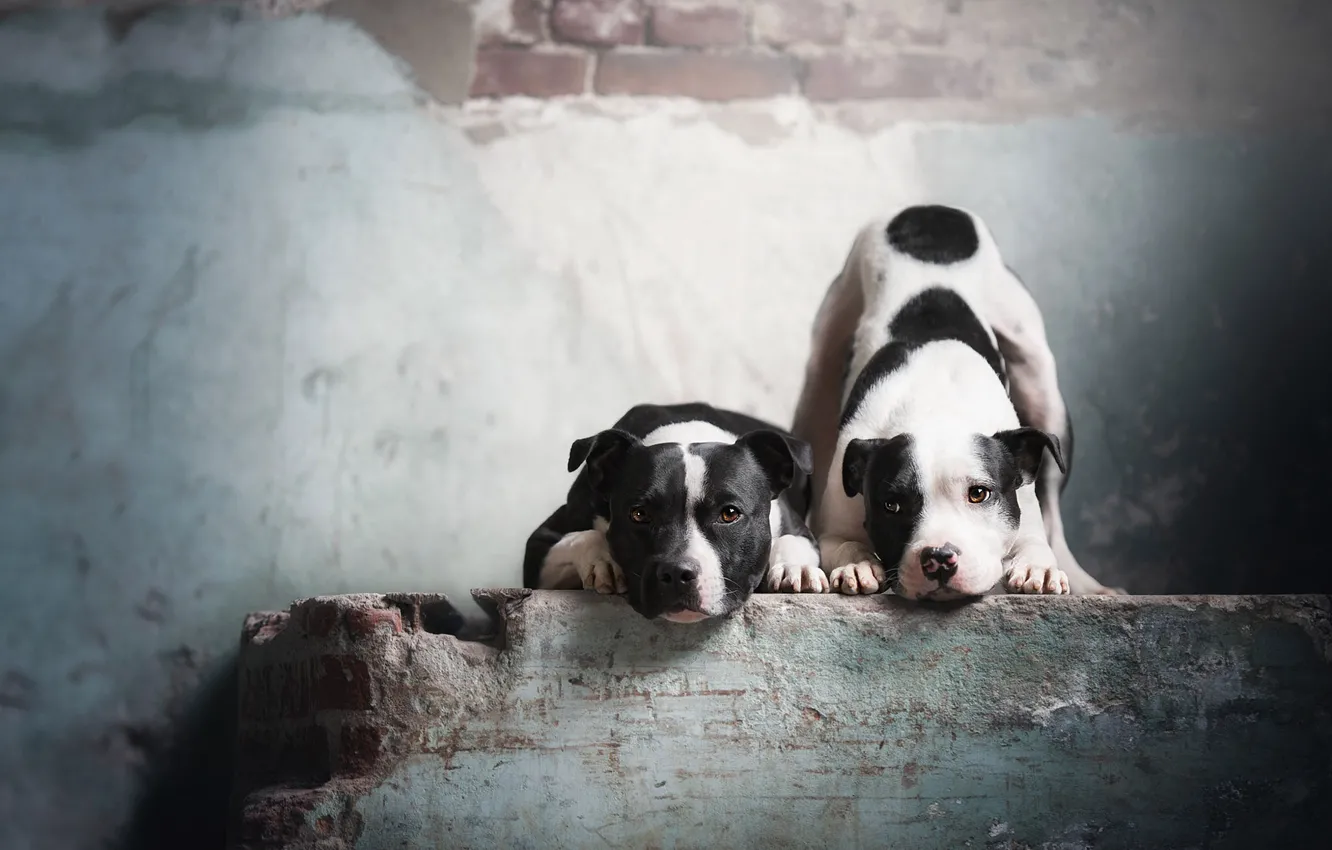Фото обои собаки, взгляд, поза, стена, черно-белый, две, собака, лапы