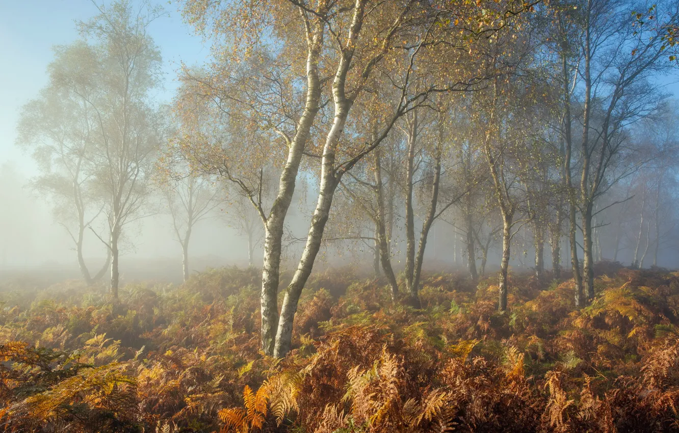 Фото обои осень, природа, туман, утро