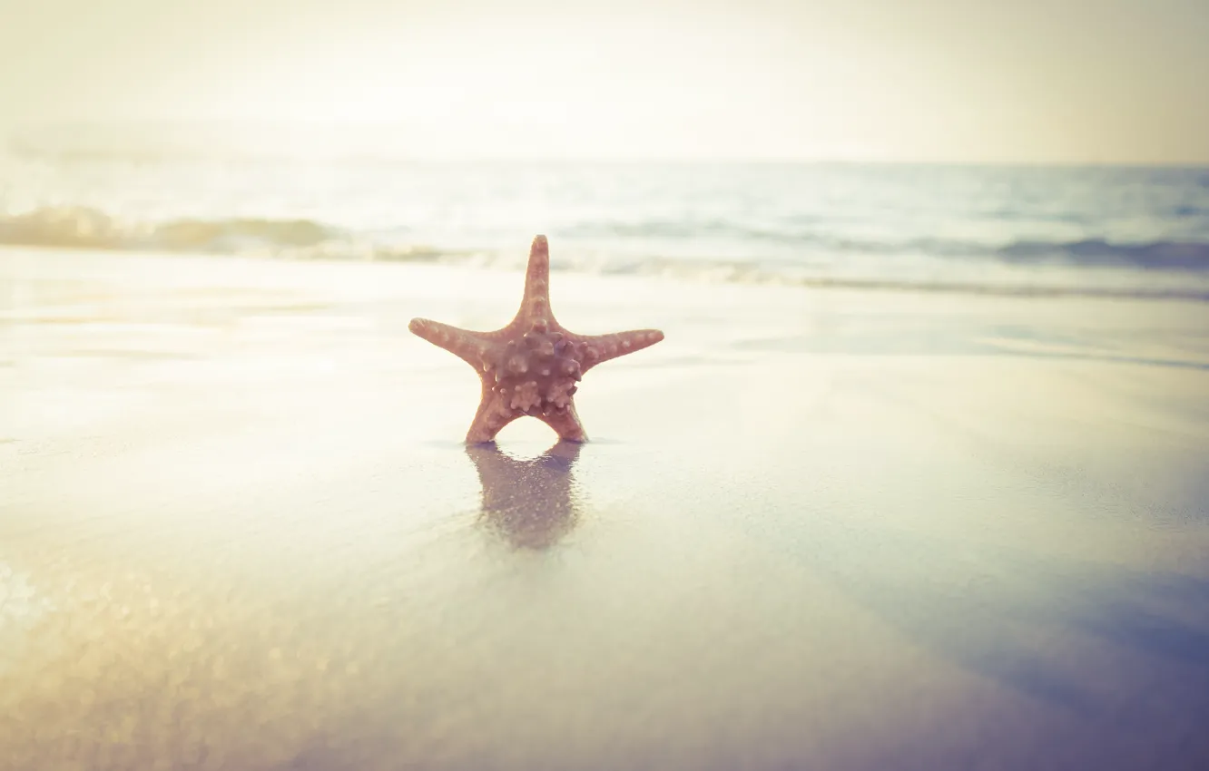 Фото обои песок, море, пляж, звезда, summer, beach, sea, sand