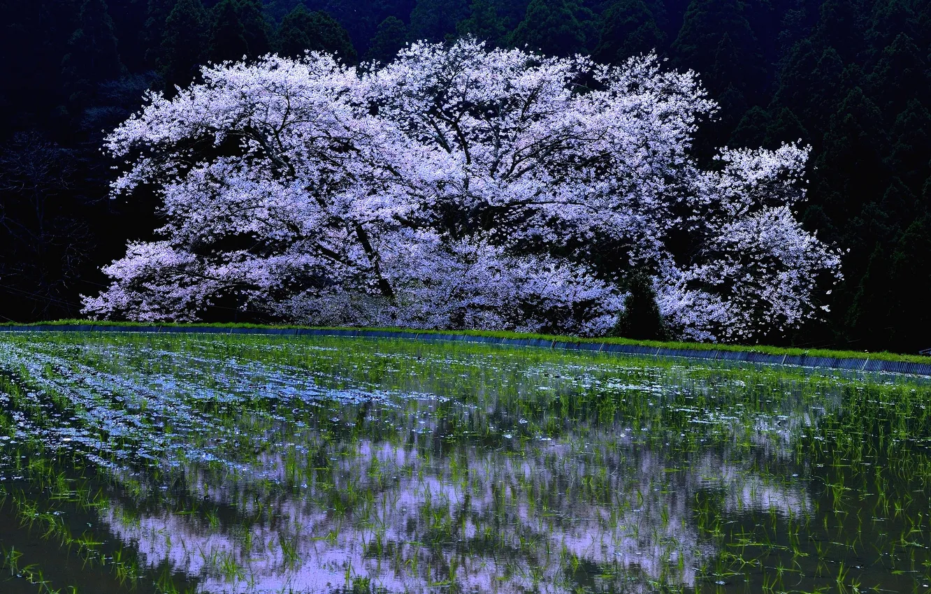 Фото обои вишня, дерево, весна, цветение, Cherry Blossoms, sakura