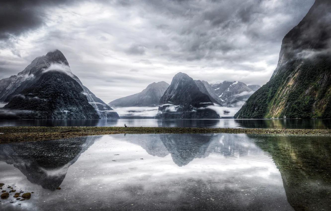 Фото обои горы, озеро, птица, New Zealand, Milford Sound, Southland