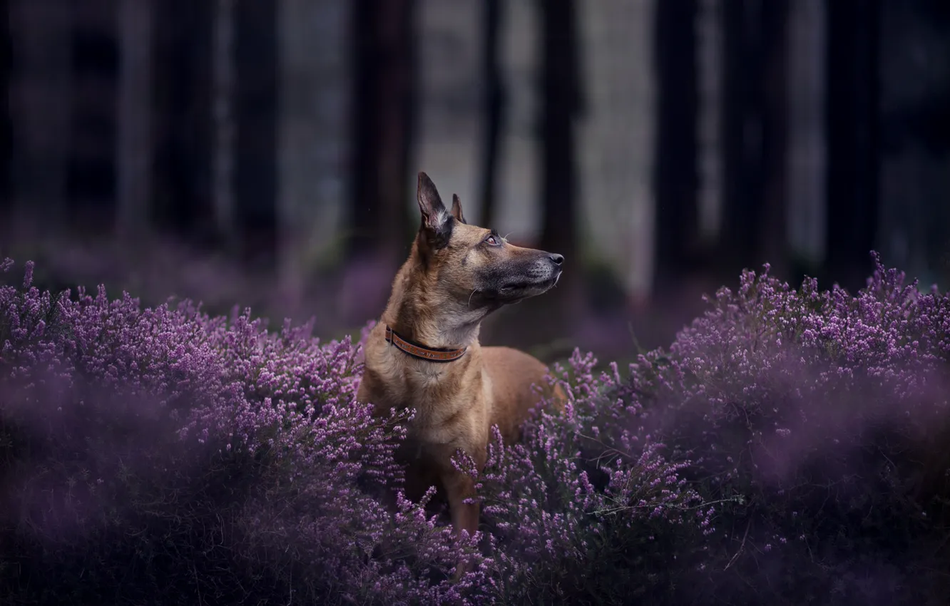 Фото обои лес, морда, собака, боке, вереск, Бельгийская овчарка малинуа