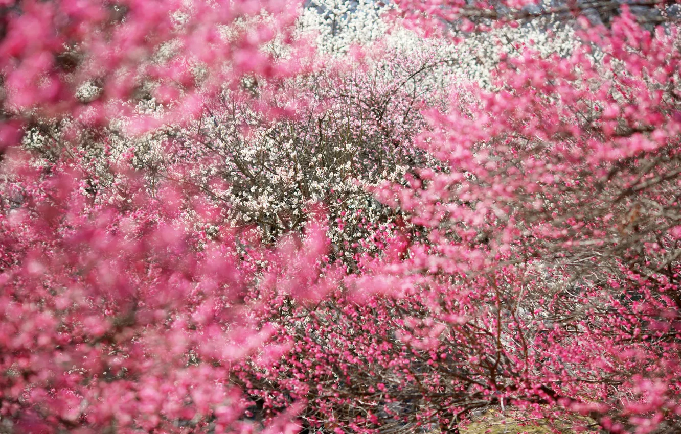 Фото обои деревья, сакура, соцветия