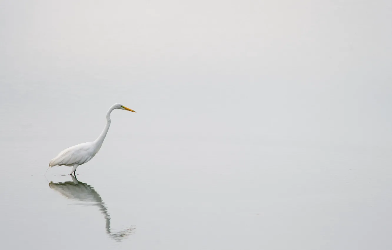 Фото обои lake, reflection, wildlife, egret
