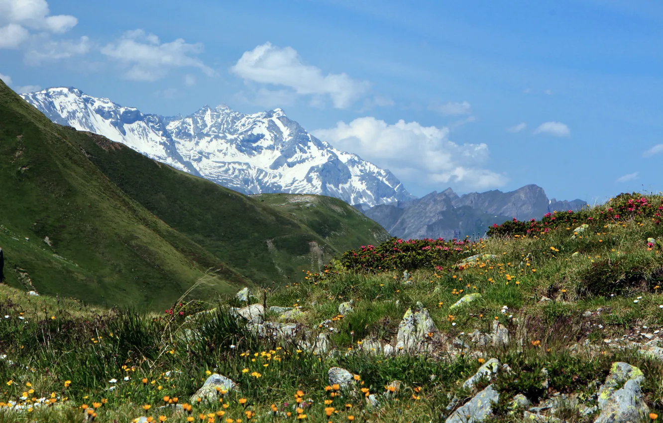 Фото обои цветы, горы, Италия, Italy, горный перевал, Penser Joch, Пенсер-Йох