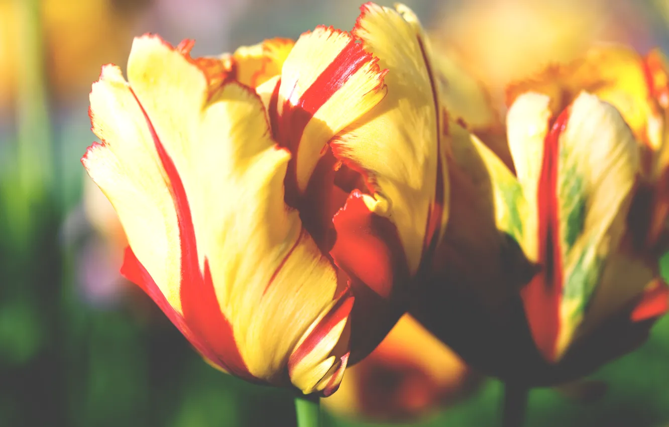 Фото обои макро, цветы, желтый, букет, тюльпаны, яркость