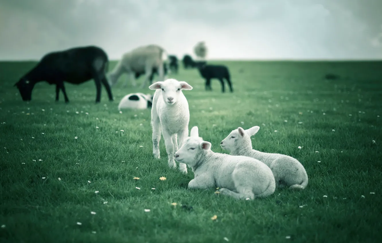 Фото обои поле, овцы, ягнята