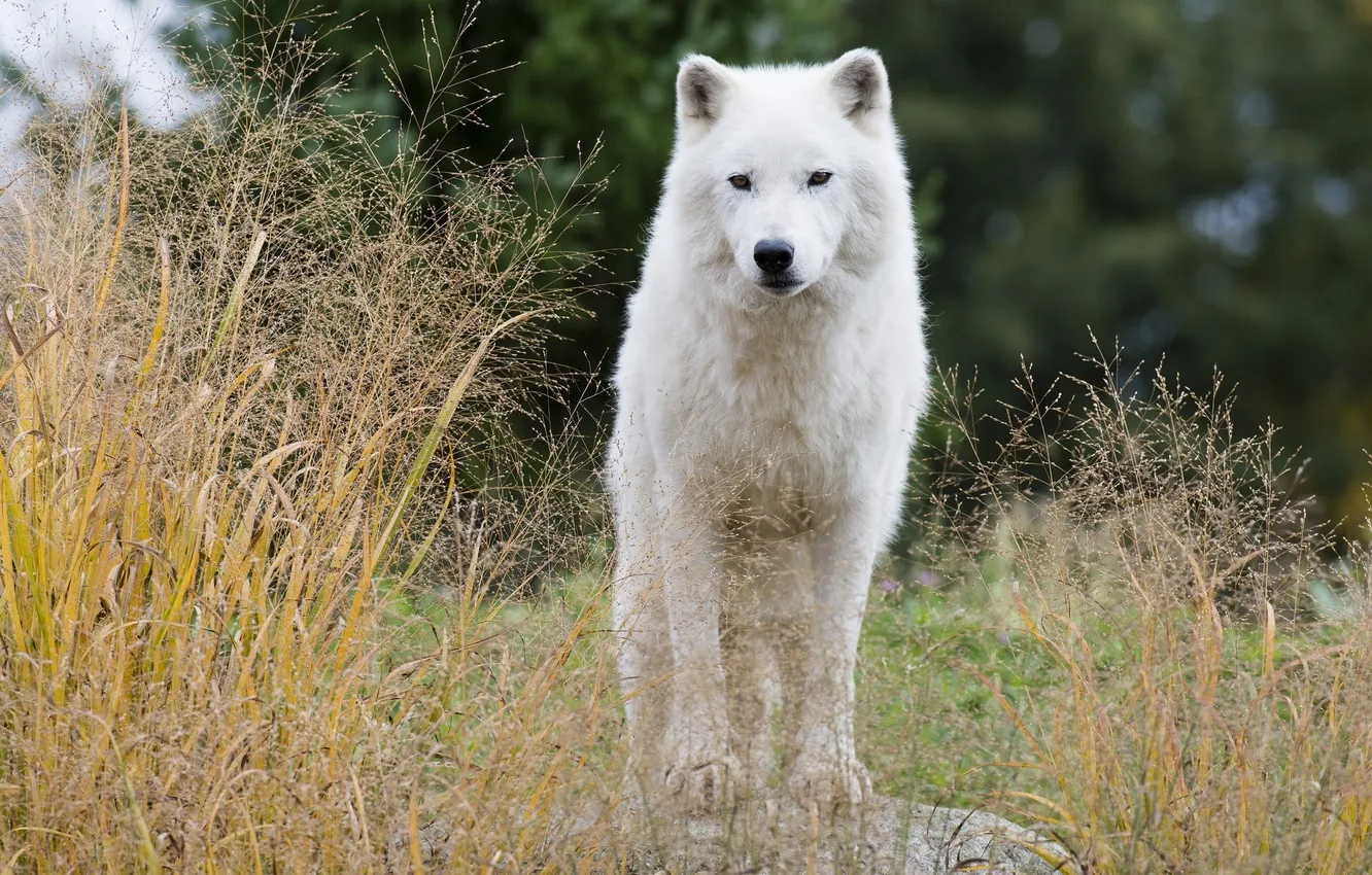 Фото обои хищник, наблюдение, белый волк