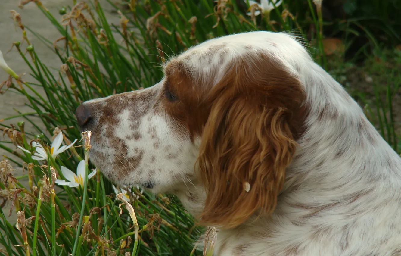 Фото обои dog, macro, english setter, setter