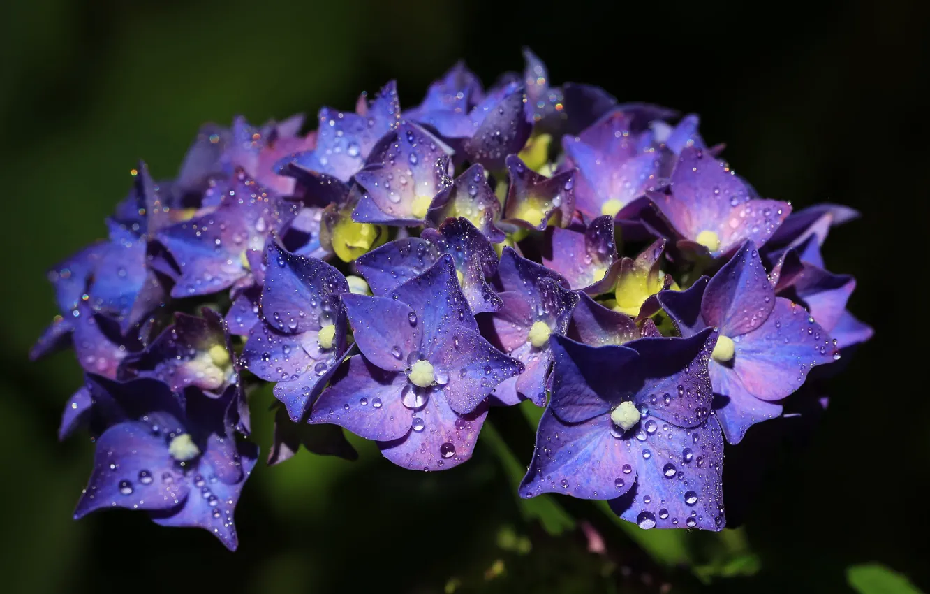 Фото обои капли, цветы, темный фон, фиолетовые, сиреневые, гортензия