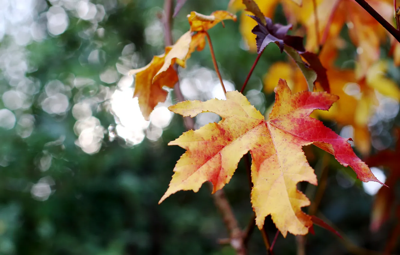 Фото обои осень, листок, клен