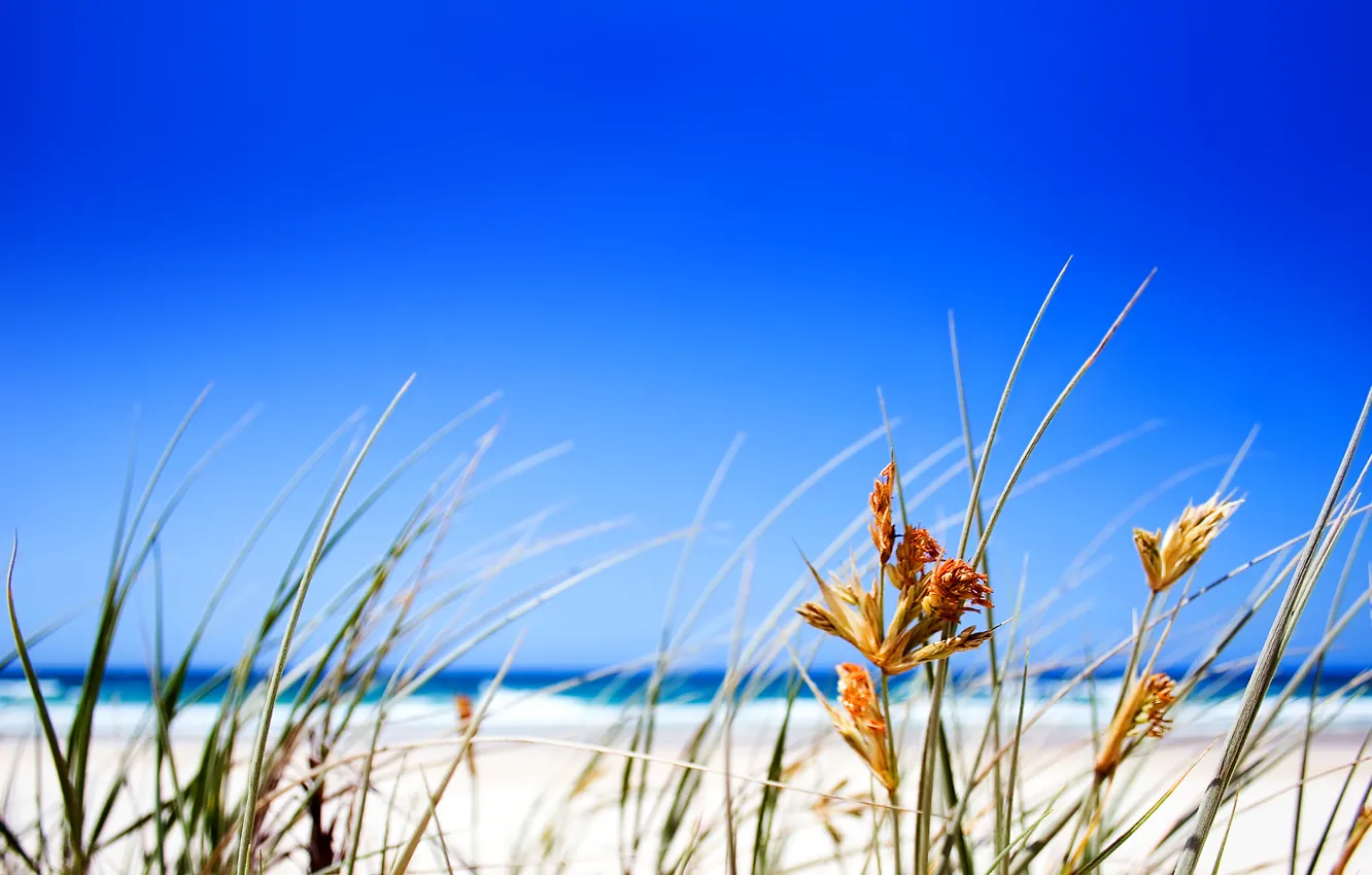 Фото обои трава, Пляж, горизонт