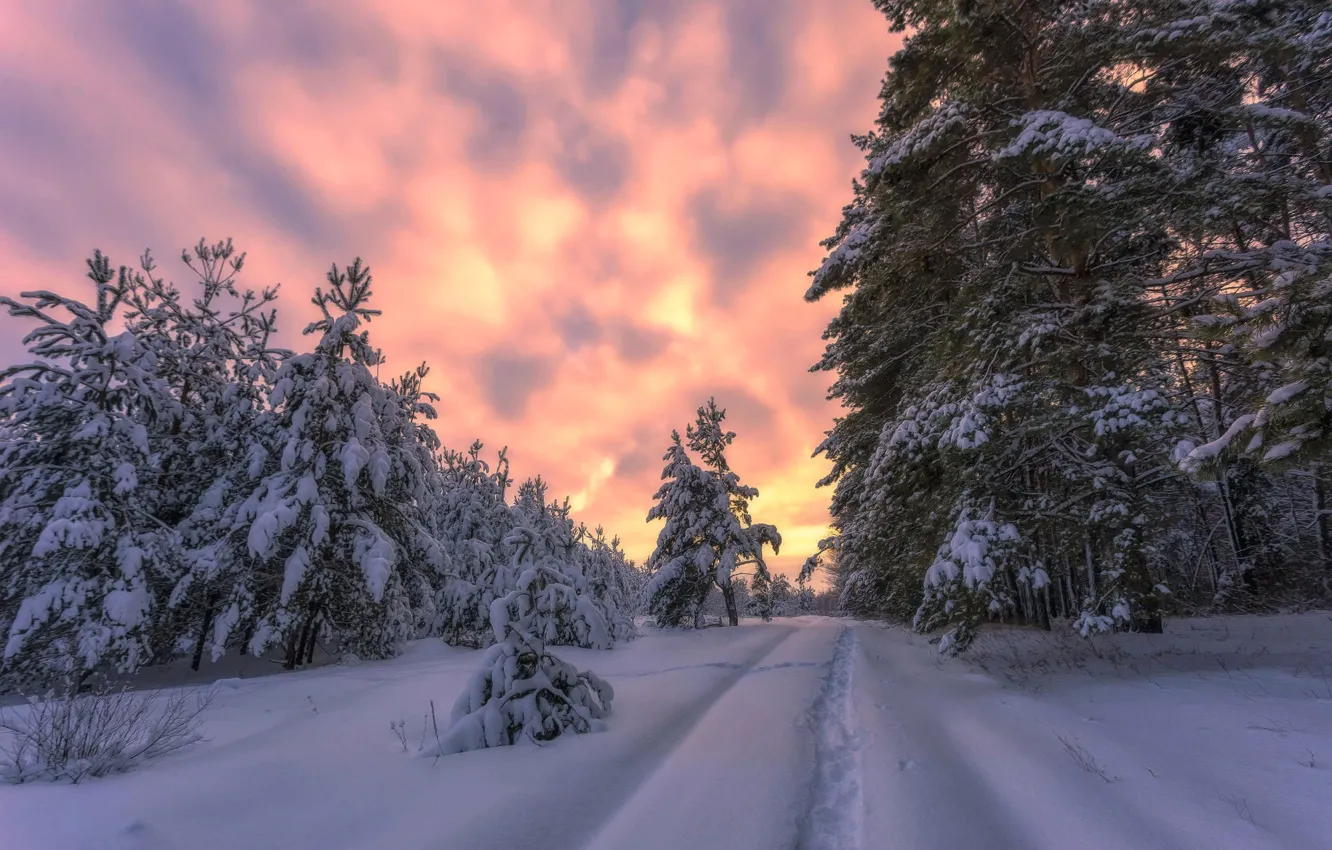 Фото обои зима, снег, деревья, пейзаж, закат, природа, тропинка