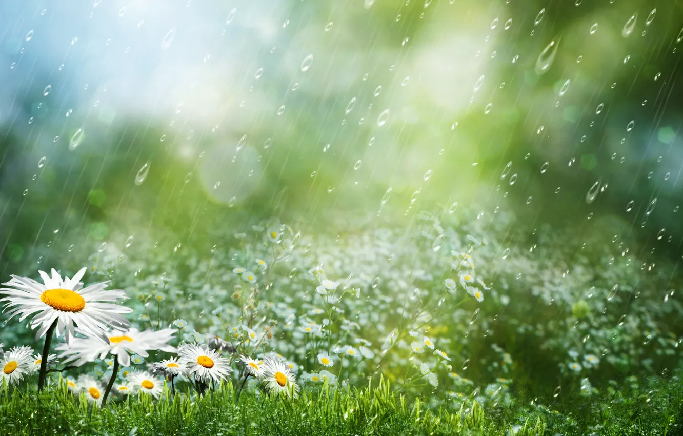 Фото обои трава, капли, цветы, дождь, ромашки