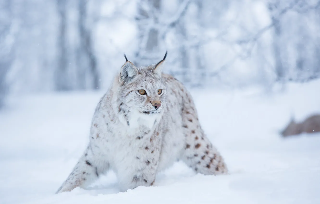 Фото обои зима, снег, рысь, дикая кошка