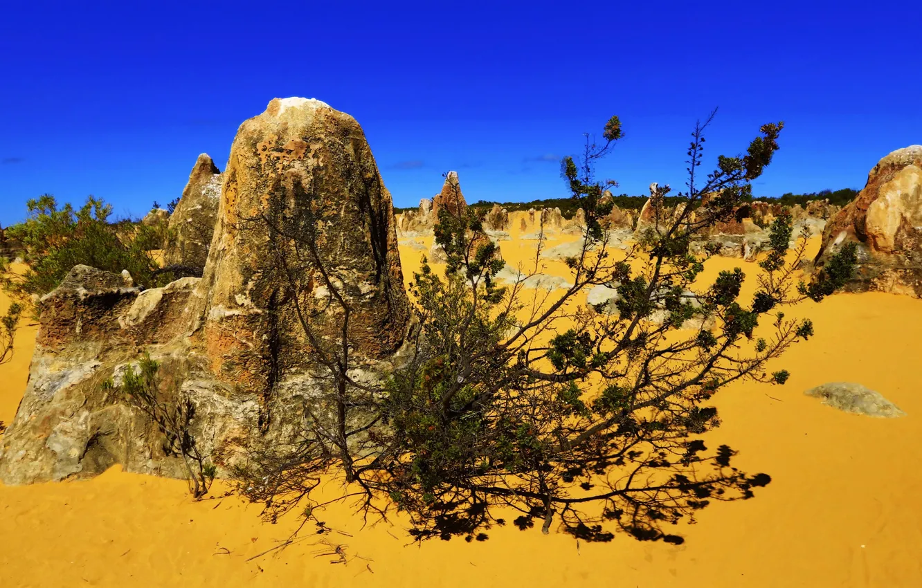Фото обои песок, камни, пустыня, растение, Австралия, Те-Пиннаклс